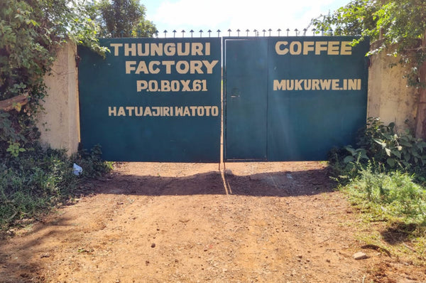 THUNGURI Espresso