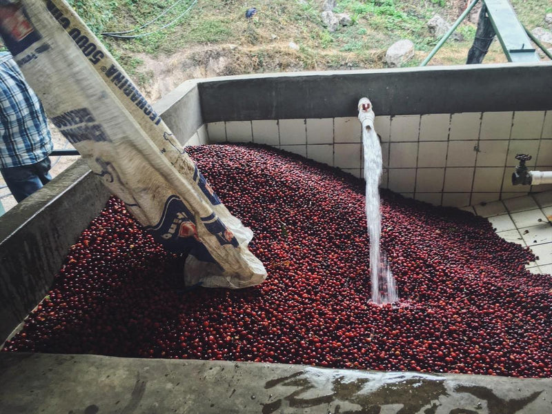 EL SOCORRO | Espresso