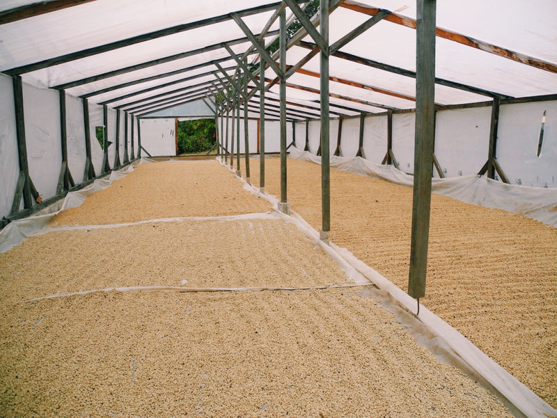 EL SOCORRO | Espresso